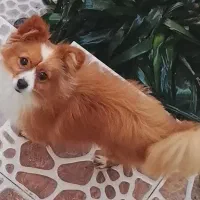 پامر آپارتمانی