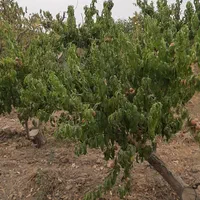 فروش باغ ۸۰۰متر و۴۰۰متر ویلا باباسلمان باغستان قدس|فروش زمین و ملک کلنگی|قدس, شهرک صنعتی زاگرس|دیوار