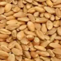 گندم تمیز و بوجاری شده