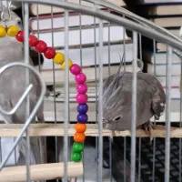 عروس هلندی جفت|پرنده|سردشت, |دیوار