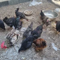 مرغ و خروس