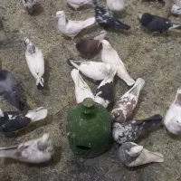 کفتر|پرنده|ماهدشت, |دیوار