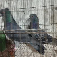 چندجفت کفترخوب|پرنده|پاکدشت, پاکدشت (مامازند)|دیوار