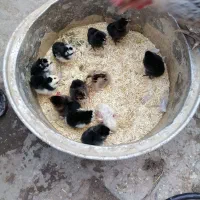 مرغ خانگی