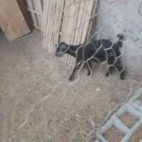 دوعددکهرماده
