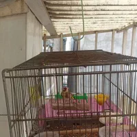 سهره|پرنده|تهران, خاک سفید|دیوار