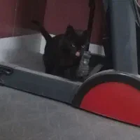 واگذاری گربه|گربه|بیرجند, |دیوار