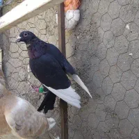 کبوتر