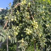 سیب مخصوص سرکه سیب