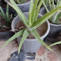 گل آلوئه ورا