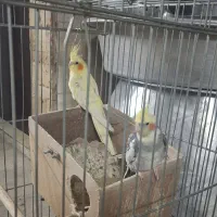 عروس هلندی|پرنده|تهران, مسعودیه|دیوار