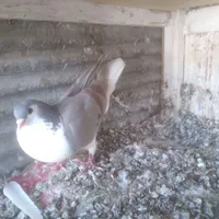 چهار عدد کبوتر نرو ماده یکجا معاوضه با قناری نر