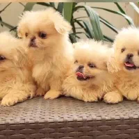 پکینیز امپریال سفید سایز ریز