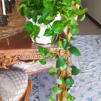 گل و گیاه|گل و گیاه طبیعی|اصفهان, صدف|دیوار