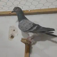 کفتر پرشی کفتر بوم|پرنده|کاشمر, |دیوار