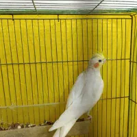 عروس هلندی ماده کار داده|پرنده|اردبیل, |دیوار