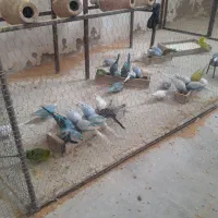 مرغ عشق|پرنده|نگین شهر, |دیوار