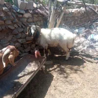 قوچ دورگ شال شیرازی میش رون|حیوانات مزرعه|بافت, |دیوار