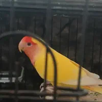 طوطی کوتوله فروشی