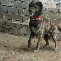 فروش