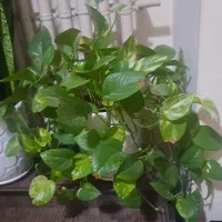 فروش تعدادی گل خانه ایی طبیعی با سه عدد استند سالم