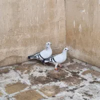 نقره ایی خطی