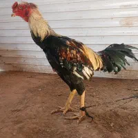 خروس لاری در حیوانات مزرعه