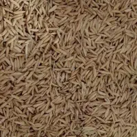 بذر شیرودی درجه یک