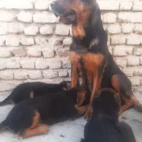 توله ژرمن