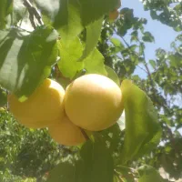 باغ ۴۳۰۰ متری با انواع درخت میوه