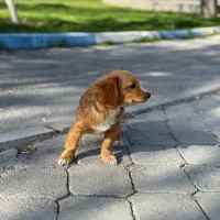 سگ پا کوتاه