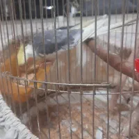 پرنده