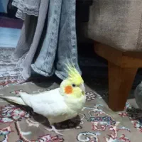 عروس هلندی ۷ ماهه