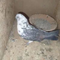 کفتر . کبوتر|حیوانات|ورامین, ورامین|دیوار