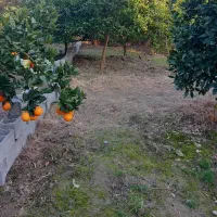 زمین-مسکونی-هزار-متری-سنددار-با-مجوز-ساخت
