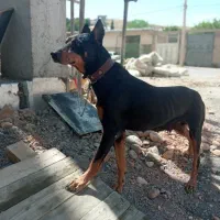 سگ دوبرمن ماده جون|سگ|شیراز, گویم|دیوار