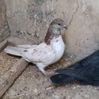 کبوتر تکپر گرفتنی|پرنده|گمیشان, |دیوار