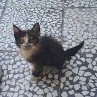 بچه گربه