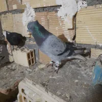 پرنده سبز دم سفید