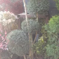 خدمات باغبانی