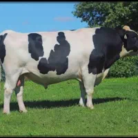 گاو گوشتی جونگه ۴۵۰کیلو تقریبا