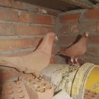 کفتر کبوتر زرد