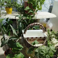 انواع گل طبیعی|گل و گیاه طبیعی|مشهد, شهرک صنعتی توس|دیوار