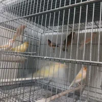 قناری برفکی و پرستار|پرنده|اصفهان, ارداجی|دیوار