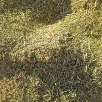 خارشتر تمیز سبز نرم