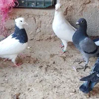 سلام پنج تا کفتر رنگه و آلمانی|پرنده|چناران, |دیوار
