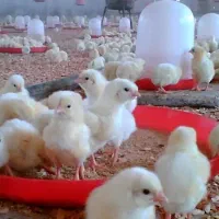 جوجه گوشتی راست|حیوانات مزرعه|گنبد کاووس, |دیوار