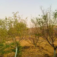 ۱۹۵متر باغچه/درختی/منطقه شهریار/معاوضه با خودرو|فروش زمین و ملک کلنگی|شهریار, فرارت|دیوار