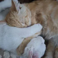 گربه اسکاتیش و بریتیش|گربه|شیراز, بالا کفت|دیوار