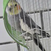 عروس هلندی نر